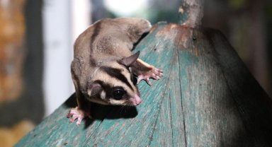 Kaçak bakılan 33 'uçan sincap' rehabilitasyona alındı