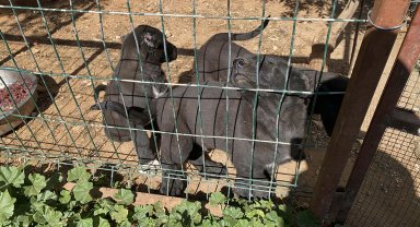 Kulakları kesilen yavru köpeklerin 30-40 bin liraya satıldığını söyleyerek şikayetçi oldu