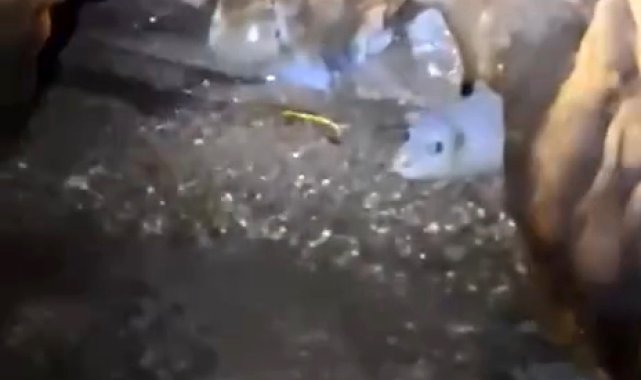 Nesli tehlikedeki Akdeniz foku yuvalarına 'tur' şikayeti