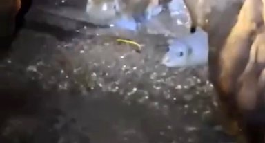 Nesli tehlikedeki Akdeniz foku yuvalarına 'tur' şikayeti