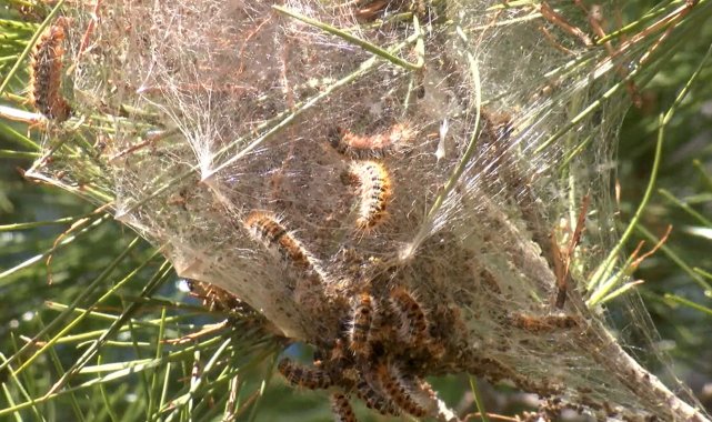 Ormanlarda sessiz tehlike; çam kese tırtılı uyarısı