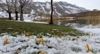 Yaylalarda karlar erimeye başladı, bahar çiçekleri açtı
