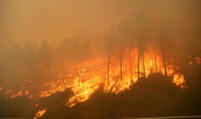 2025'te ihmal, dikkatsizlik, kasıt ve kazadan 1933 orman yangını çıktı