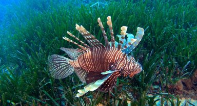 Akdeniz'deki istilacı türler, besin zincirinde çıkmaz yol oluşturuyor