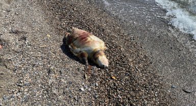 Deniz kaplumbağası ölüsü sahile vurdu