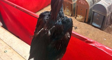 Horoz dövüşüne jandarma baskını