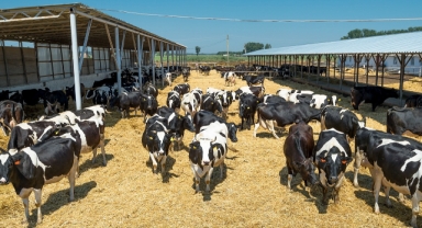 Kurbanın Anlamına Yeni Bir Davet: Vuslat Derneği’nden Farkındalık Odaklı Kampanya