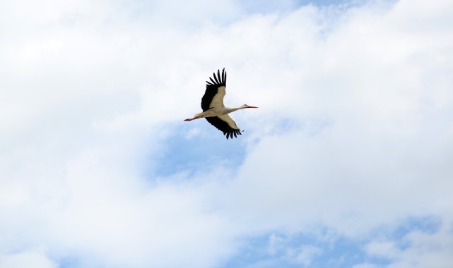 Leyleklerin 'yuva' kararsızlığı