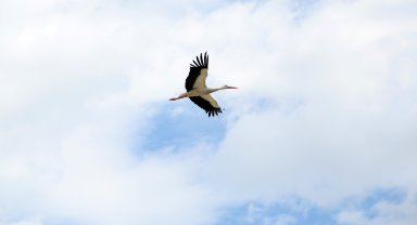 Leyleklerin 'yuva' kararsızlığı