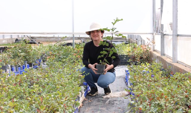 Üreticiye 5 bin keçiboynuzu fidanı dağıtılacak