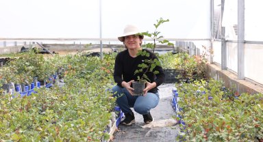 Üreticiye 5 bin keçiboynuzu fidanı dağıtılacak