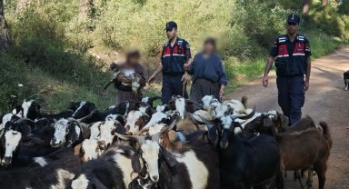 Kayıp 41 keçiyi, jandarma bulup sahibine teslim etti