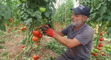 Antalya'da yazlık domates hasadı başladı