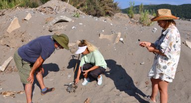 Gazipaşa sahilinde yeşil deniz kaplumbağası ölüsü bulundu