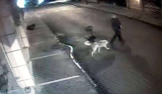 3 köpek nöbet tuttu, o lokantayı soydu