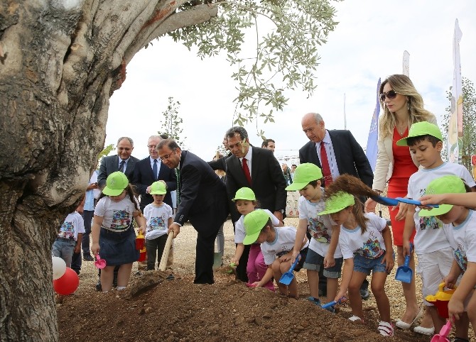 500 yaşındaki zeytin ağacı minik öğrencilerin elinden yeniden hayat buldu