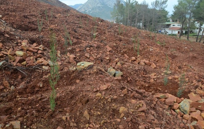 Adrasan’da 30 bin fidan toprakla buluşturuldu