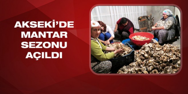 Akseki ilçesinde mantar sezonu açıldı