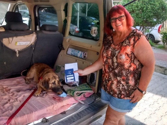 Alanya’da 117 Sokak Köpeğine Yabancılar Sahiplendi