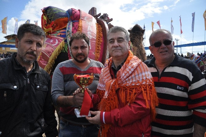 Altın Muz Deve Güreşleri Festivali