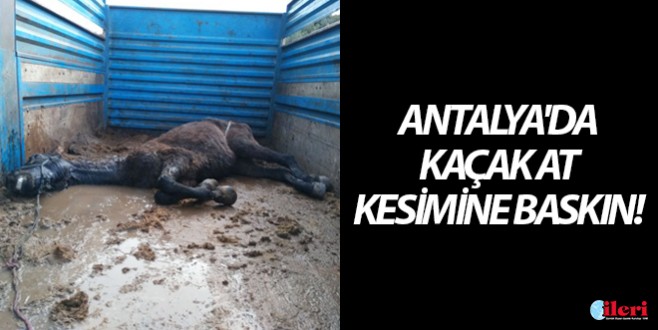 Antalya'da kaçak at kesimine jandarma baskını