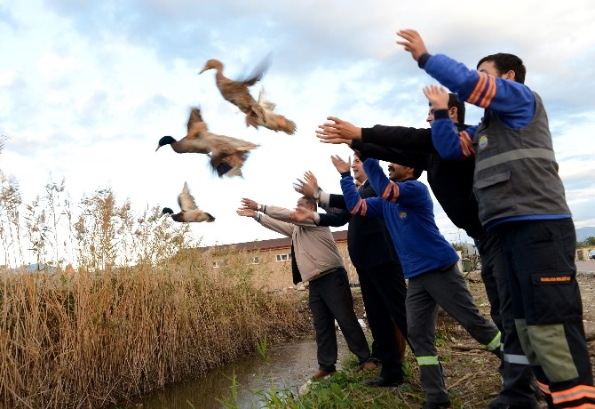 Antalya'da 10 çift yaban ördeği doğaya bırakıldı