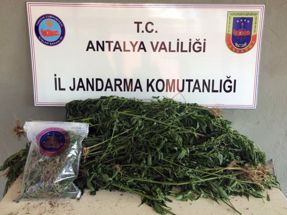 Antalya’da 487 kök kenevir ele geçirildi