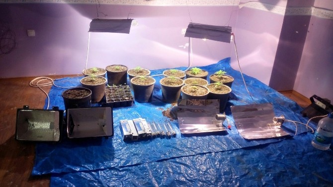 Antalya’da 54 kök hint keneviri ele geçirildi