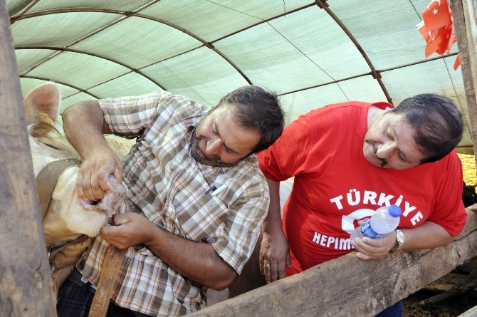 Antalya’da kurbanlıkların yüzde 70’i satıldı