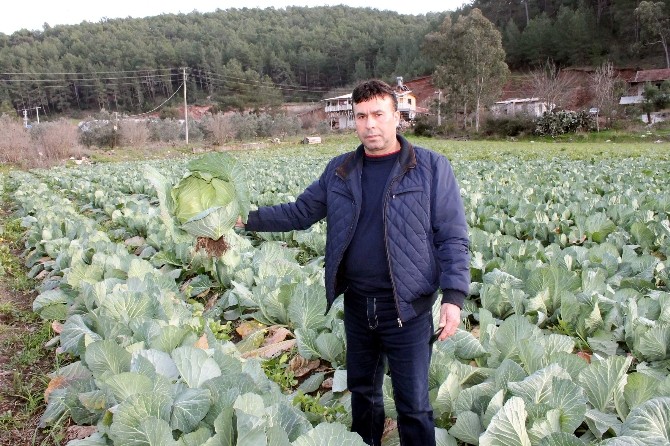 Antalya’dan Fransa’ya Lahana İhracatı