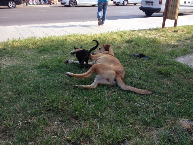Aşırı sıcaklar düşman cinsleri barıştırdı