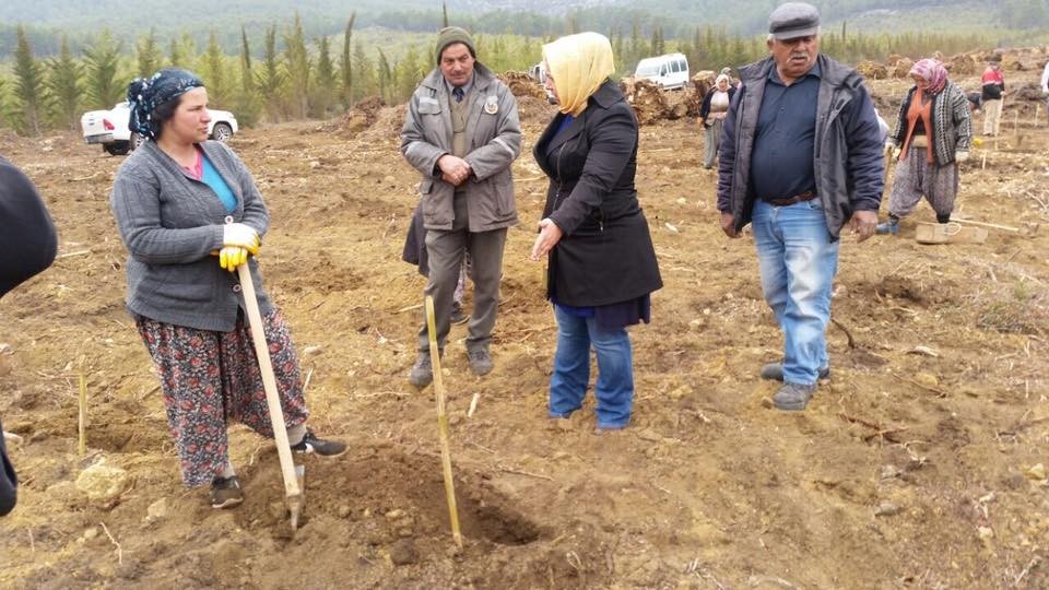 Bayatbademlerinde 32 bin kızılçam toprakla buluştu