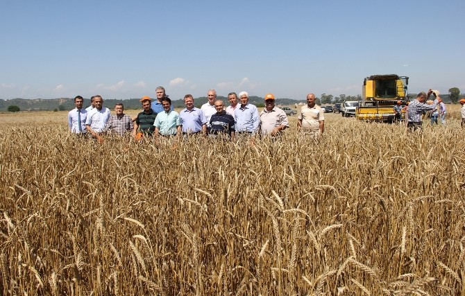 Buğdayda Hasat Zamanı