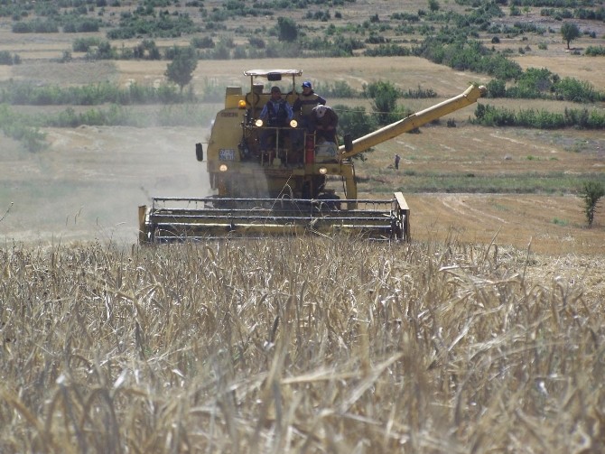 Buğdayda yüksek rekolte bekleniyor