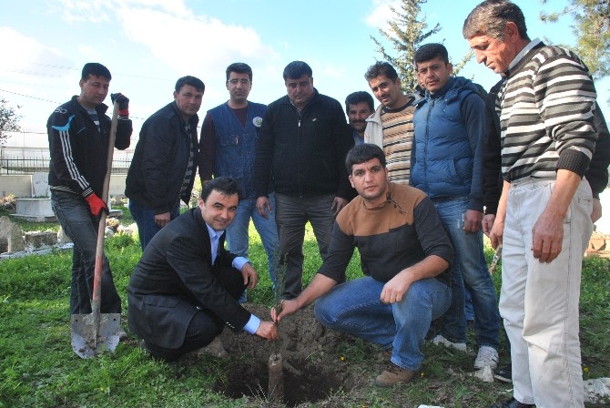 Büyükşehir mezarlara çam fidanları dikiyor