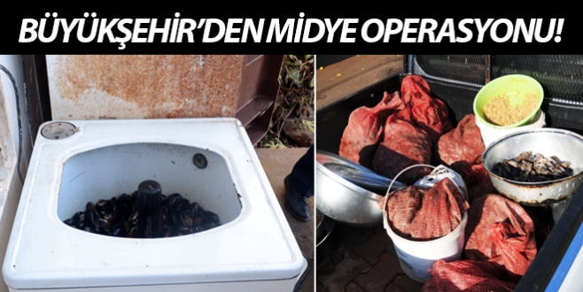 Büyükşehir’den midye operasyonu!