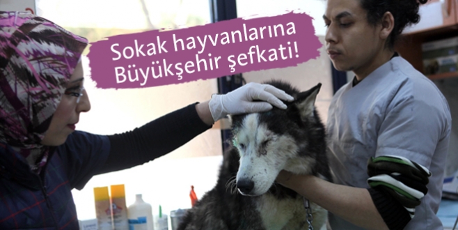 Büyükşehir, hem hasta hayvanları tedavi ediyor, hem de sahiplendiriyor