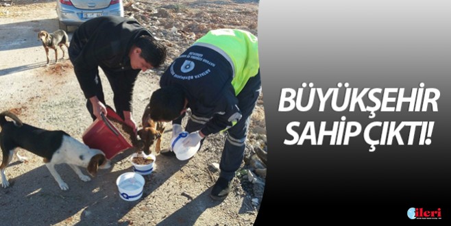 Büyükşehir sahipsiz kalan sokak hayvanlarına yardım elini uzatıyor