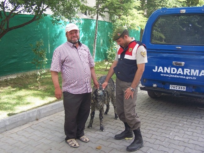 Çamura Saplanan Keçiyi Öğrenciler Kurtardı