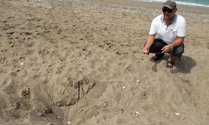 Caretta Carettalar yumurta bırakmaya başladı