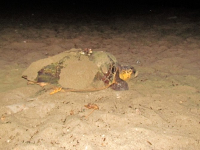 Caretta Carettaların Kuşadası aşkı