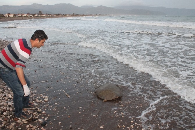 Deniz kaplumbağası operasyonla denize bırakıldı 