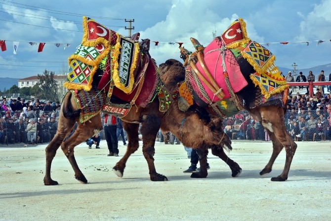 Develer bu sefer kendileri için güreşti