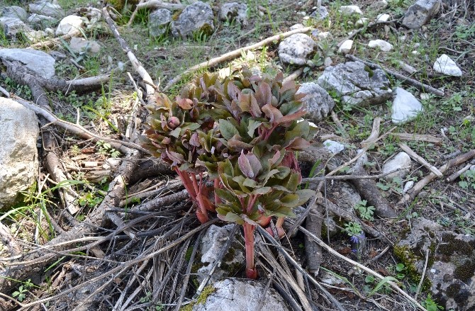 Doeke Faber, Şakayık alanını inceledi