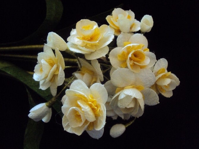 Dut ağacından Dokuma tezgahına