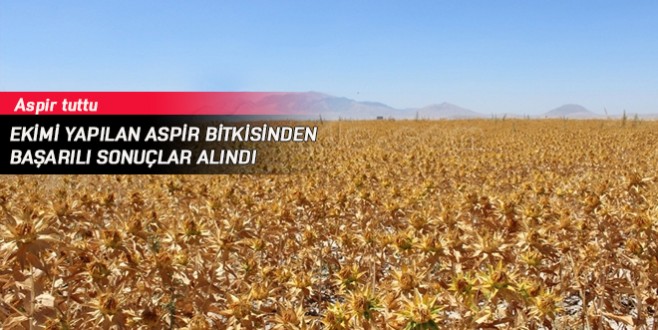 Ekimi yapılan Aspir bitkisinden başarılı sonuçlar alındı
