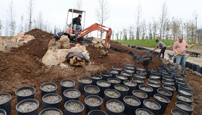 EXPO 2016 Alanı Şakayıkla Buluştu