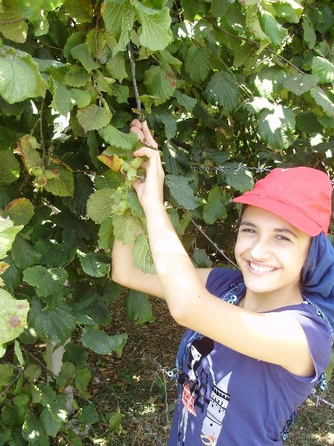 Fındık hasadı tarihleri belirlendi