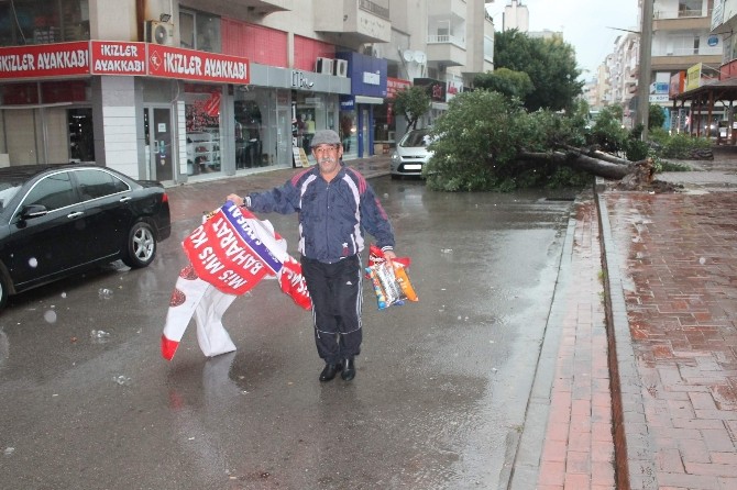 Fırtına, Cadde Üzerindeki Ağacı Kökünden Söktü