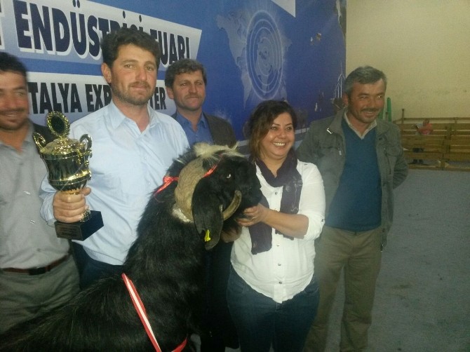 Fuarda damızlık keçi yarışması